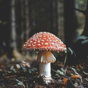 red and white mushroom